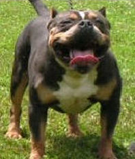 RAZORS EDGE REMEMBERING CAIRO CAI